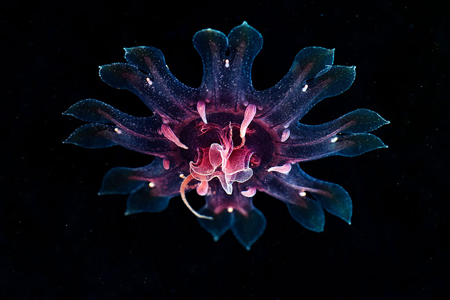 fotos-medusas-alexander-semenov (17)