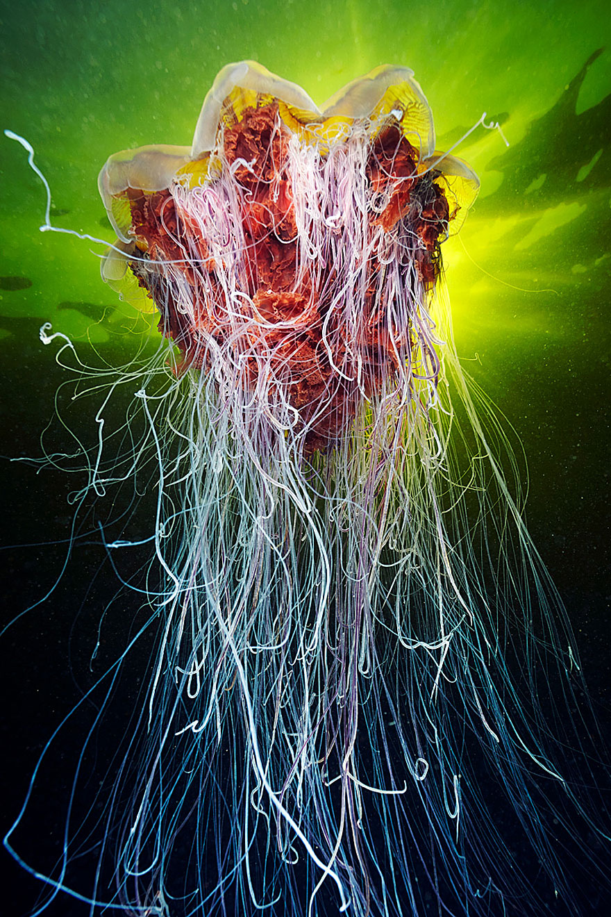 fotos-medusas-alexander-semenov (18)