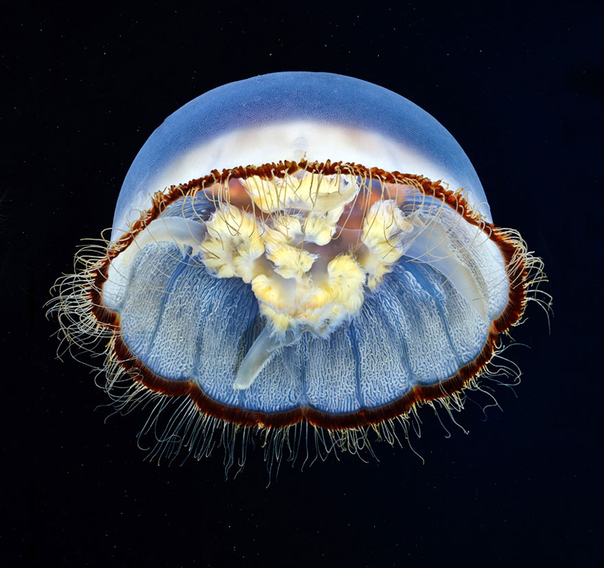 fotos-medusas-alexander-semenov (19)