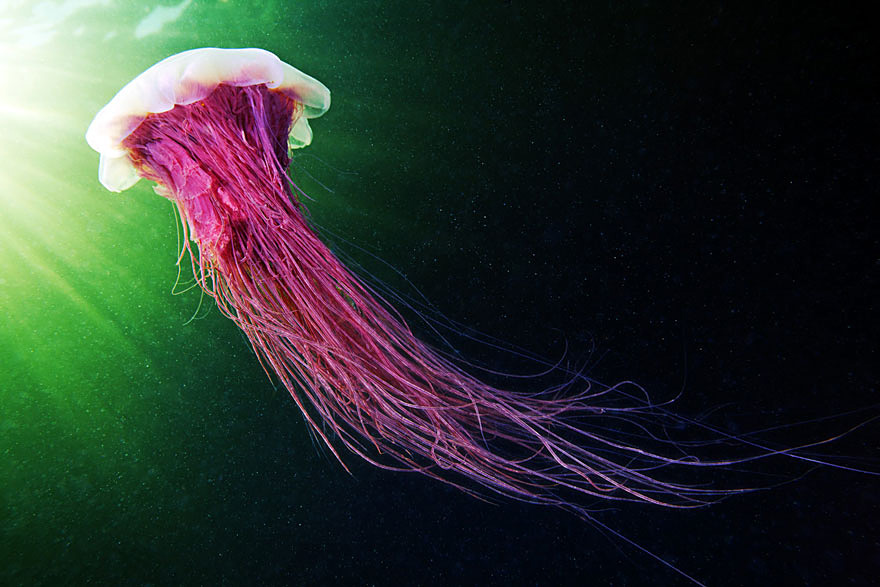 fotos-medusas-alexander-semenov (2)