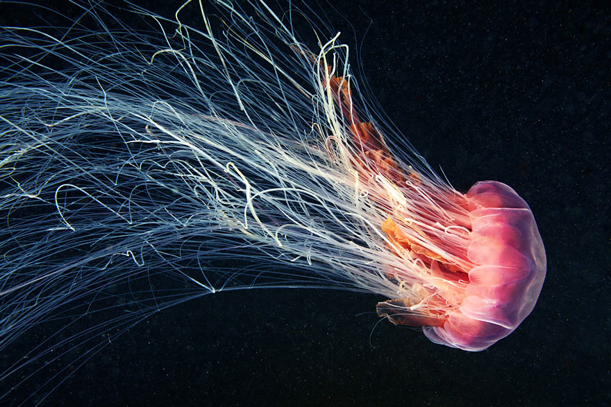 fotos-medusas-alexander-semenov (3)