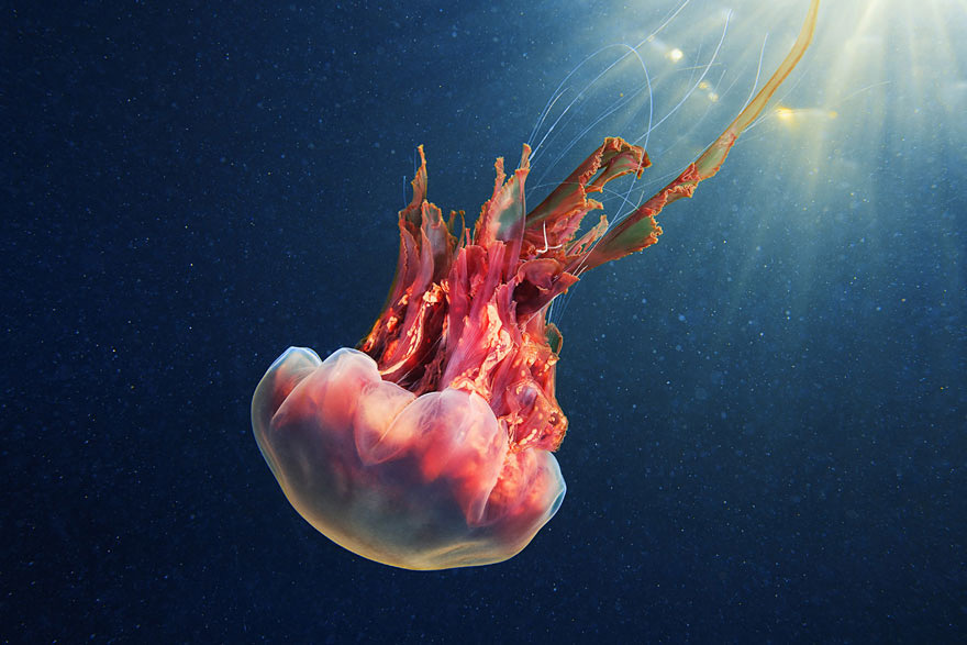 fotos-medusas-alexander-semenov (4)