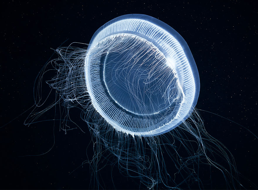 fotos-medusas-alexander-semenov (6)