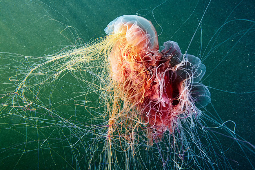 fotos-medusas-alexander-semenov (7)