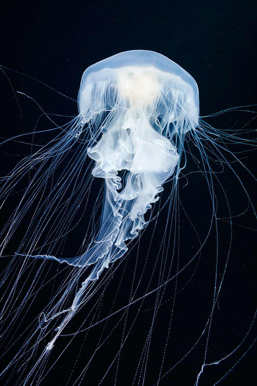 fotos-medusas-alexander-semenov (8)