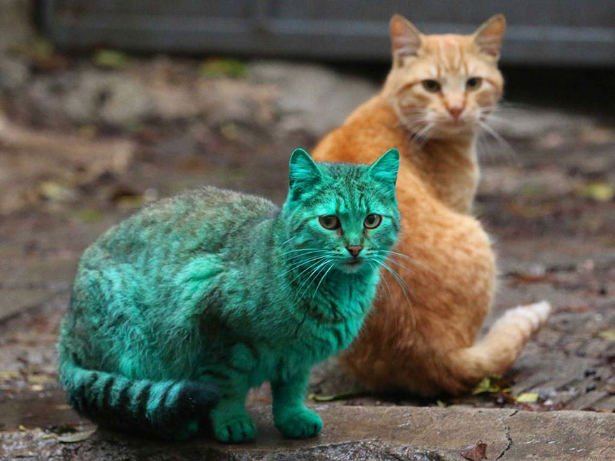gato-verde-bulgaria (1)