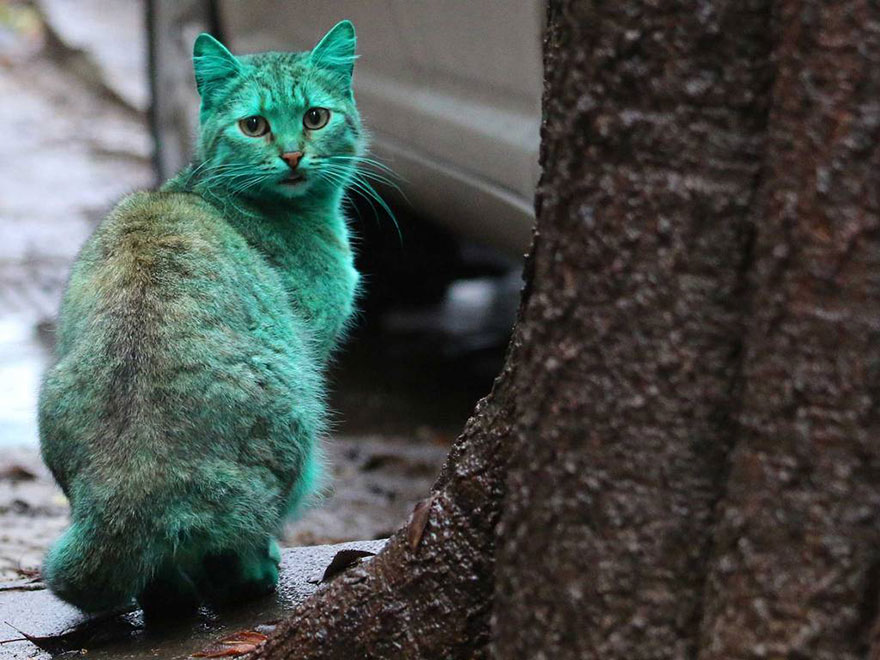 gato-verde-bulgaria (2)
