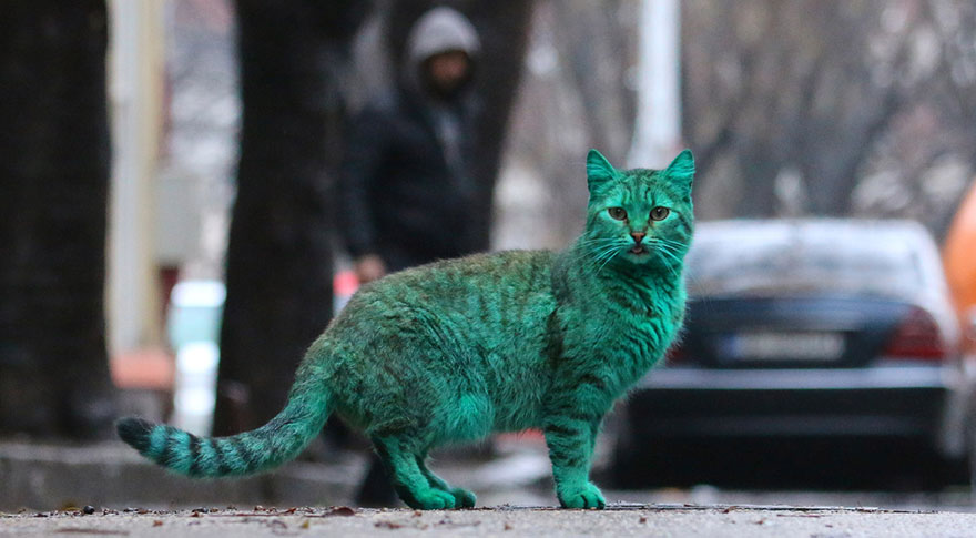 gato-verde-bulgaria (3)