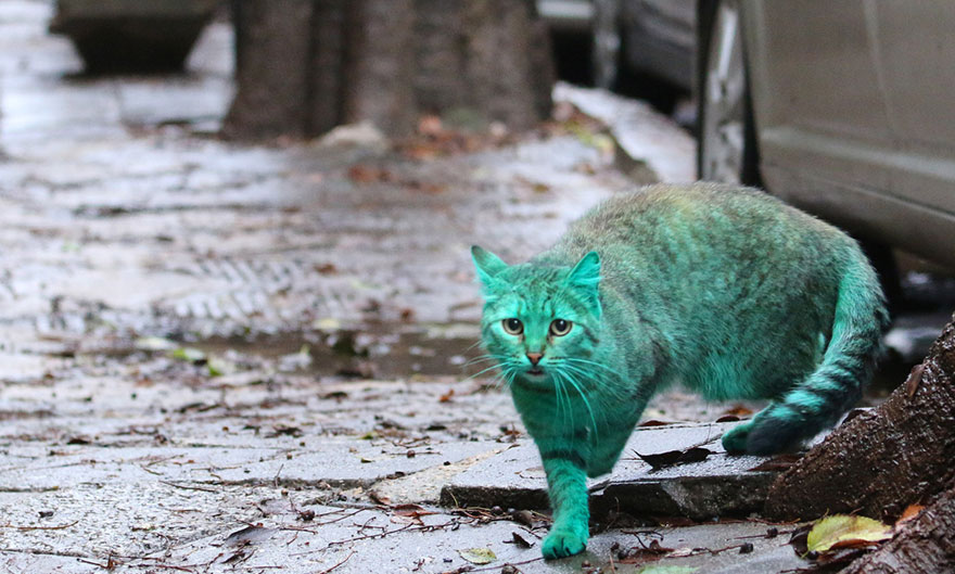 gato-verde-bulgaria (4)
