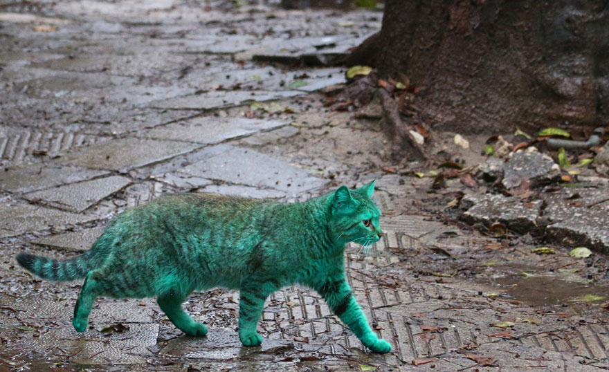 gato-verde-bulgaria (5)