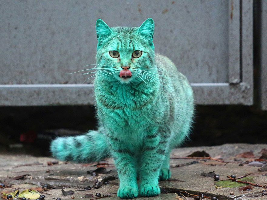 gato-verde-bulgaria (6)