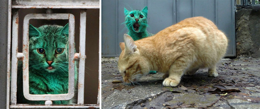 gato-verde-bulgaria (7)