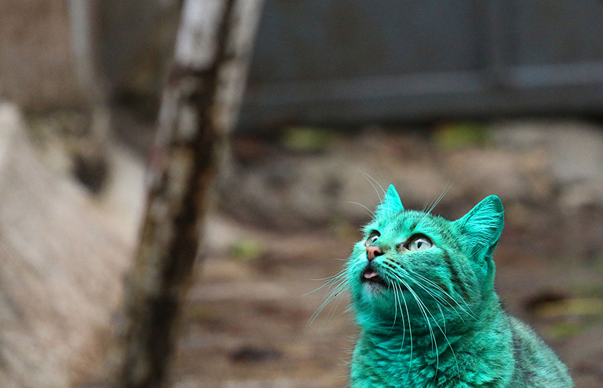 gato-verde-bulgaria (8)