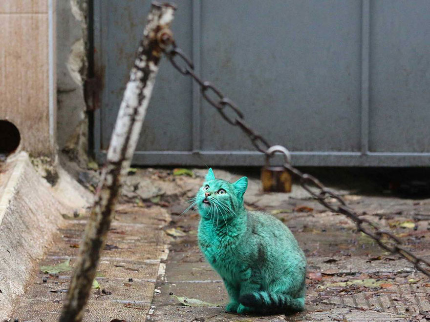 gato-verde-bulgaria (9)