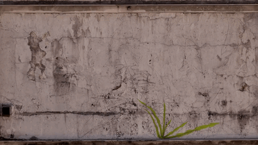 murales-malas-hierbas-mona-caron (2)