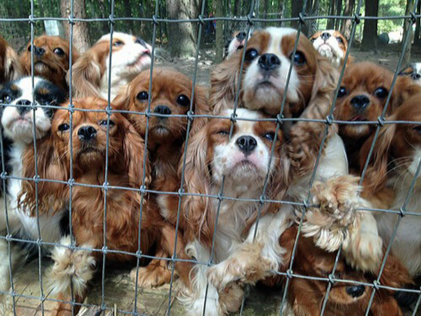 operacion-rescate-cavalier- (18)