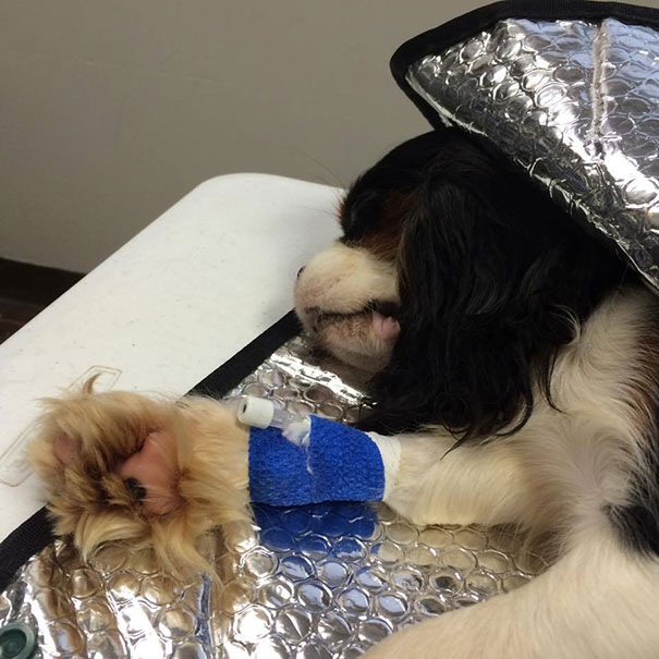 operacion-rescate-cavalier- (4)