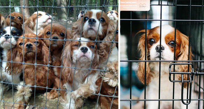 Voluntarios Consiguen Rescatar a 108 Perros Maltratados De Un Criadero
