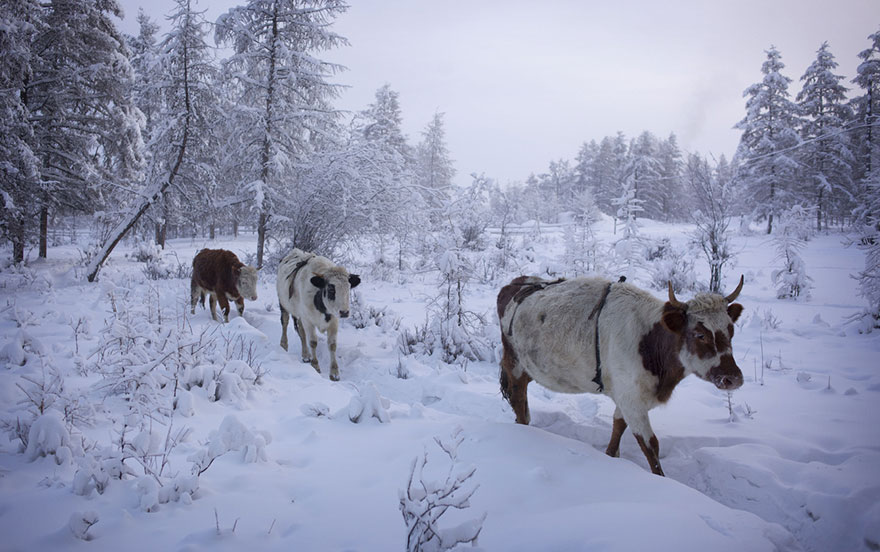 oymyakon-pueblo-helado-amos-chapple (14)