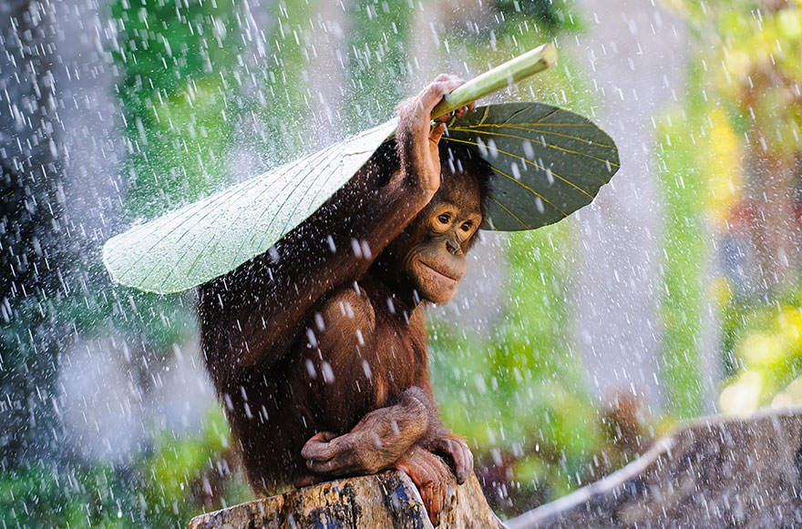 participantes-premios-sony-fotografia (1)
