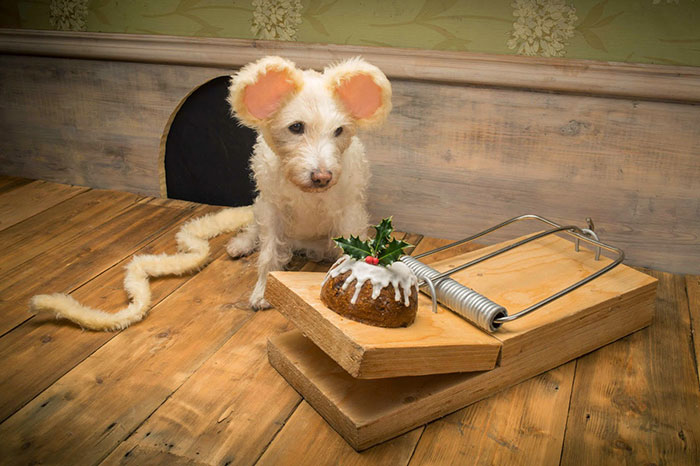perro-transformado-animales-navidad-peter-thorpe (4)