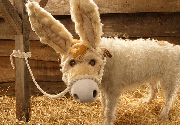 perro-transformado-animales-navidad-peter-thorpe (5)