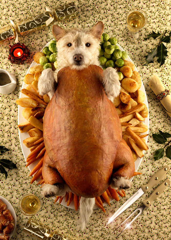 perro-transformado-animales-navidad-peter-thorpe (6)