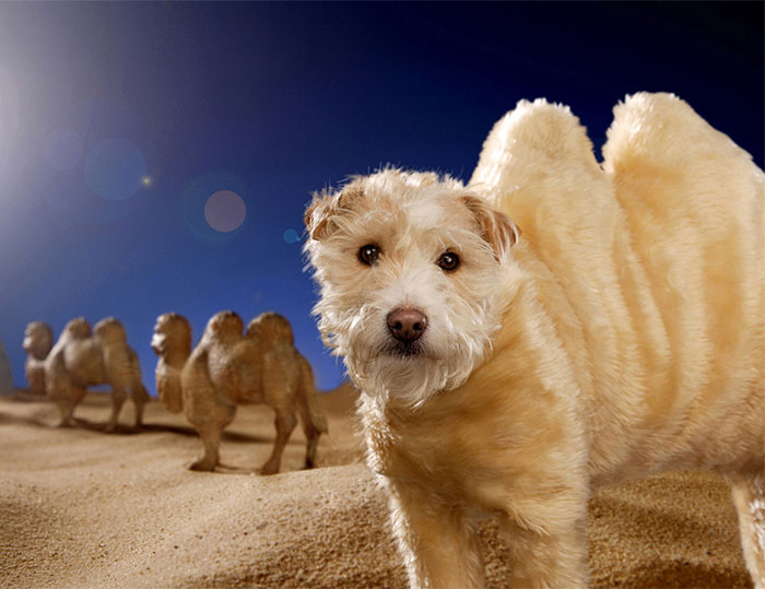 perro-transformado-animales-navidad-peter-thorpe (7)