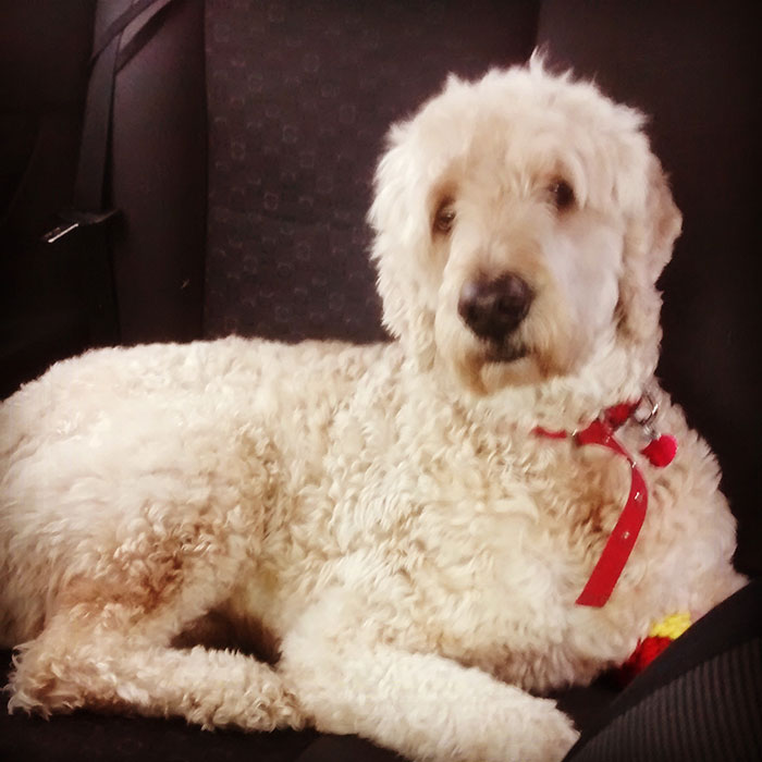 Este hombre le puso una cámara a su perro para ver qué hacía en su ausencia