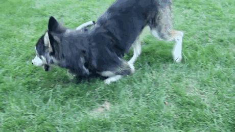 protesis-3d-perro-deforme-derby (3)