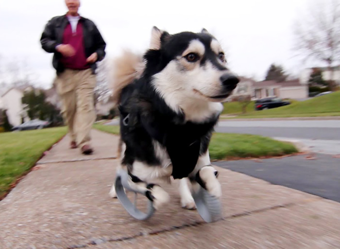 Este perro con patas deformes consiguió unas prótesis impresas en 3D que le permiten correr