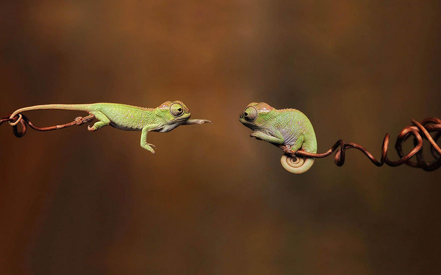 reptiles-adorables (1)