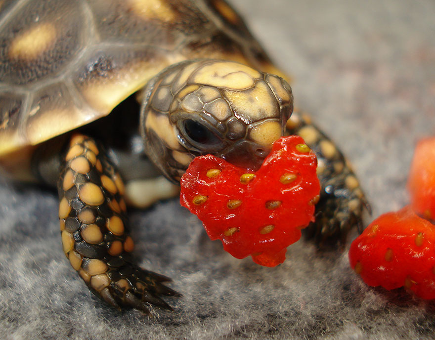 reptiles-adorables (10)