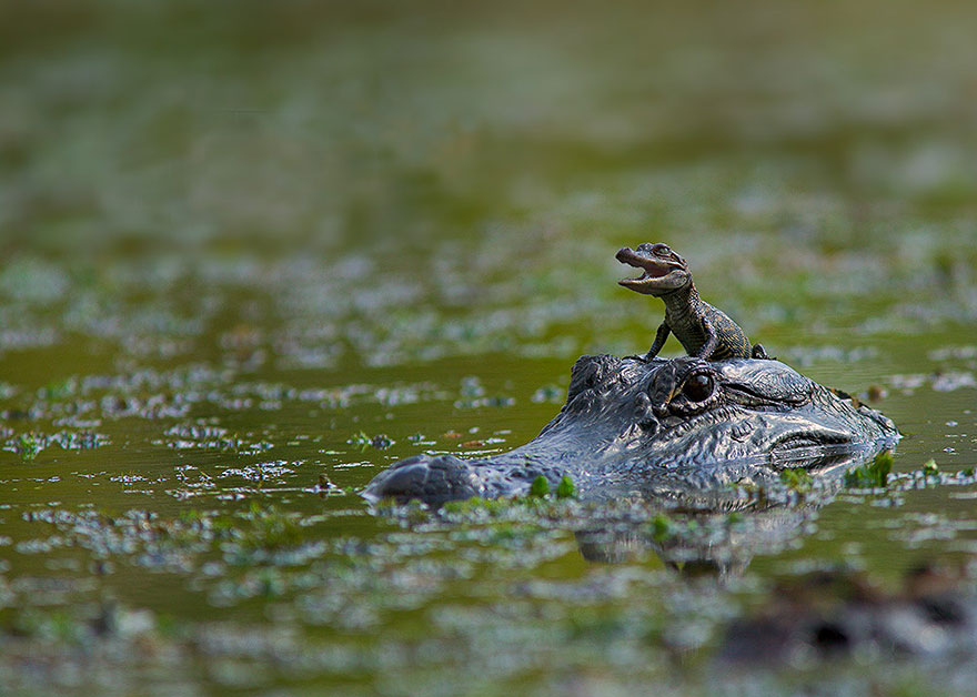 reptiles-adorables (11)