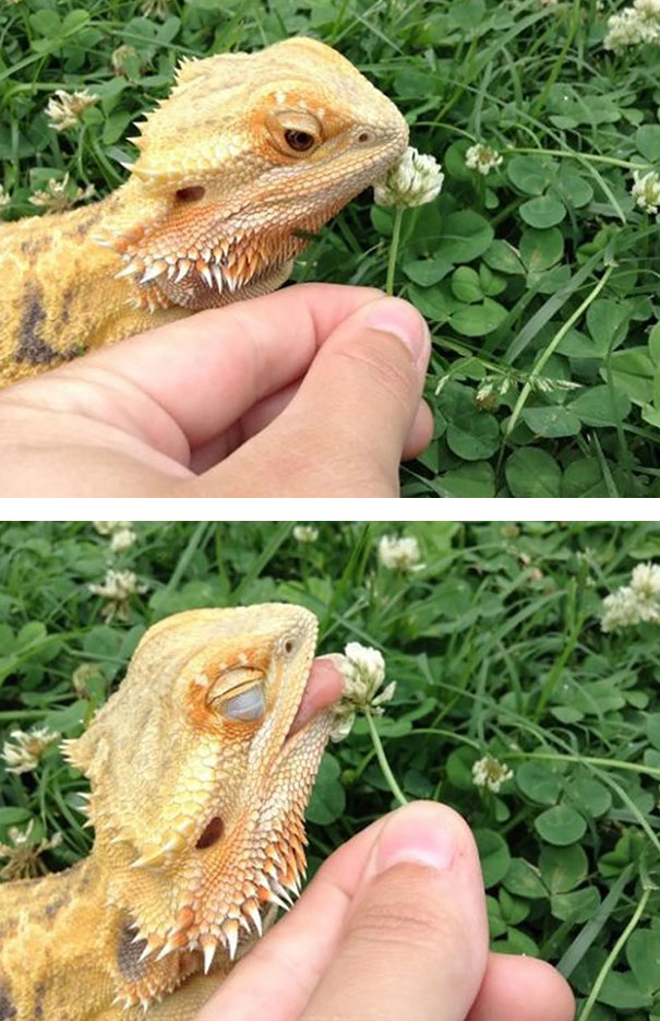 reptiles-adorables- (1)
