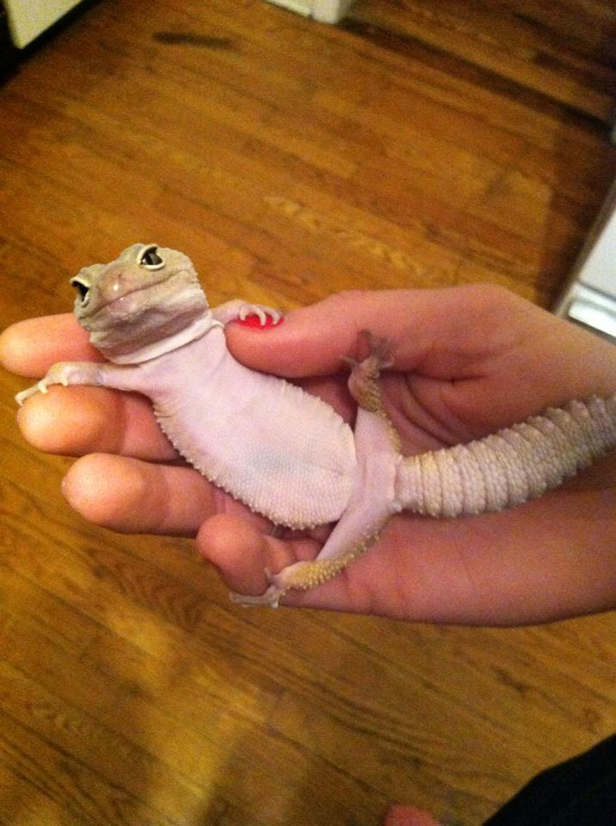 reptiles-adorables (13)