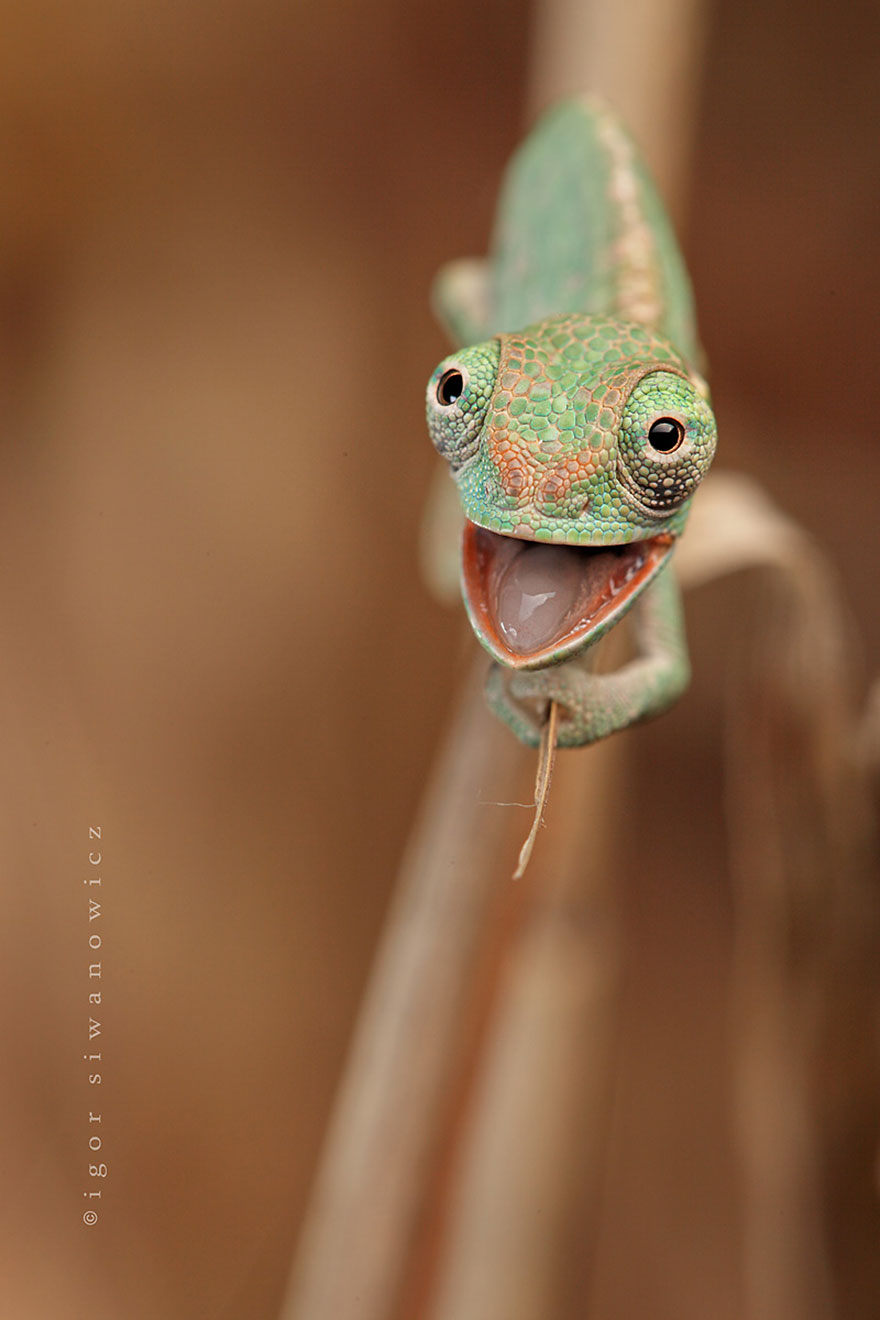 reptiles-adorables (16)