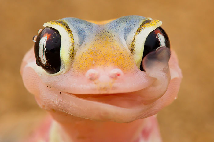 reptiles-adorables- (2)