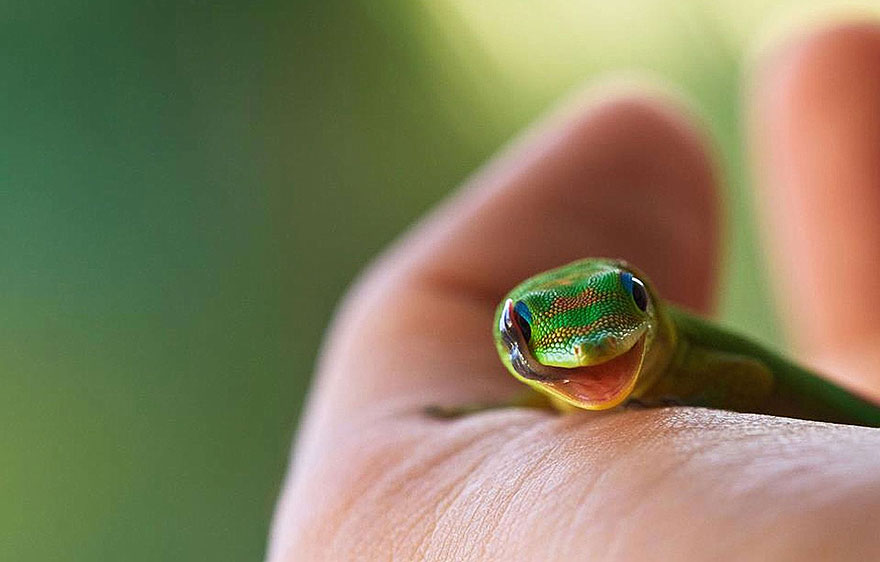reptiles-adorables (3)