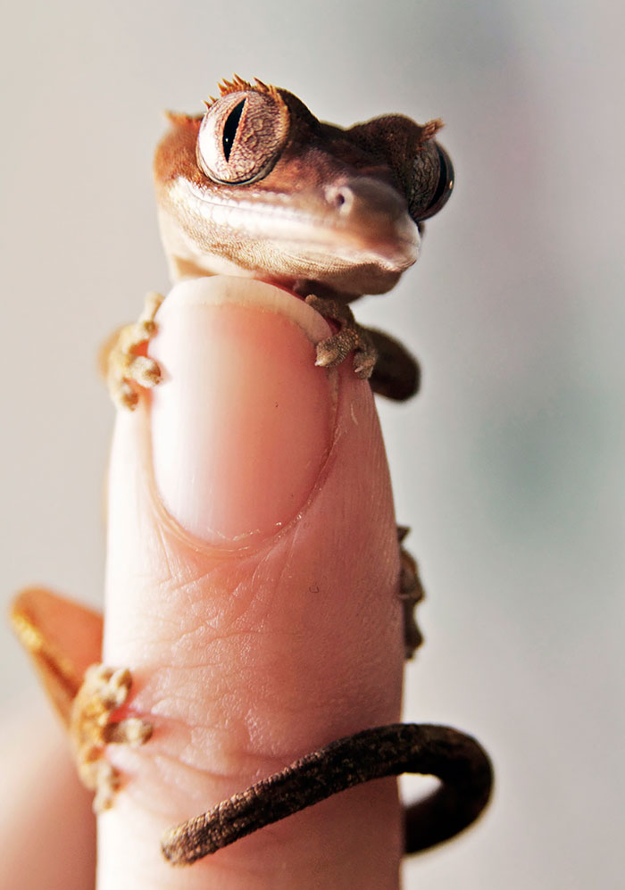 reptiles-adorables- (3)