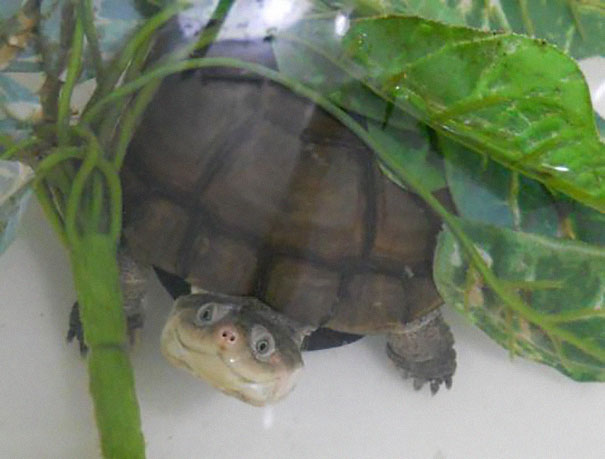 reptiles-adorables- (5)