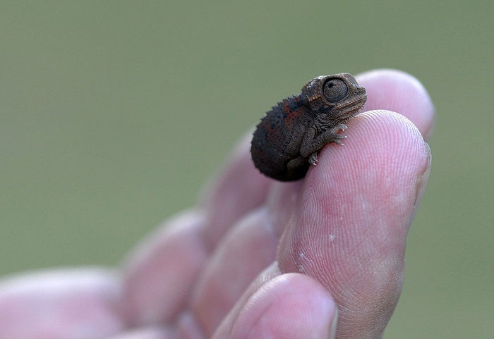 reptiles-adorables- (6)