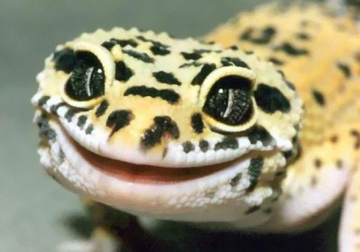 reptiles-adorables- (7)