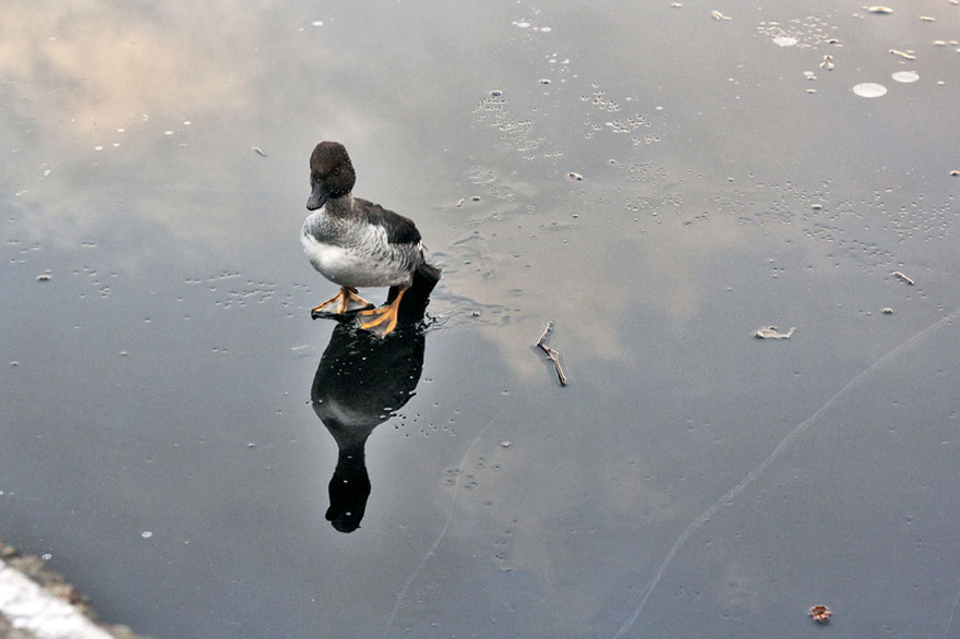 rescate-pato-lago-helado-lars-noruega- (4)