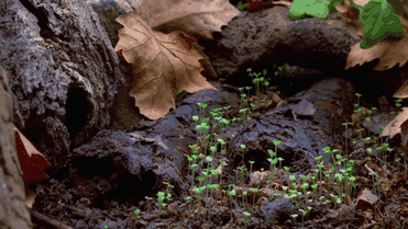 setas-creciendo-gifs-secuenciales (1)