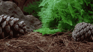 setas-creciendo-gifs-secuenciales (2)