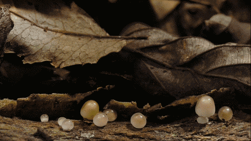 setas-creciendo-gifs-secuenciales (7)