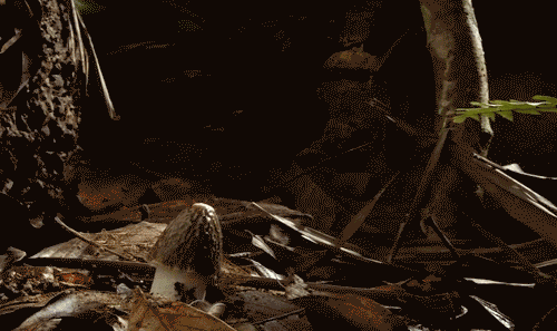 8 Fascinantes GIFs secuenciales mostrando el crecimiento de las setas