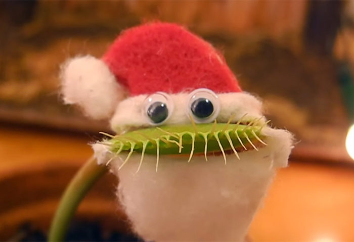 Esta planta carnívora se disfraza de Papá Noel para desearte feliz Navidad