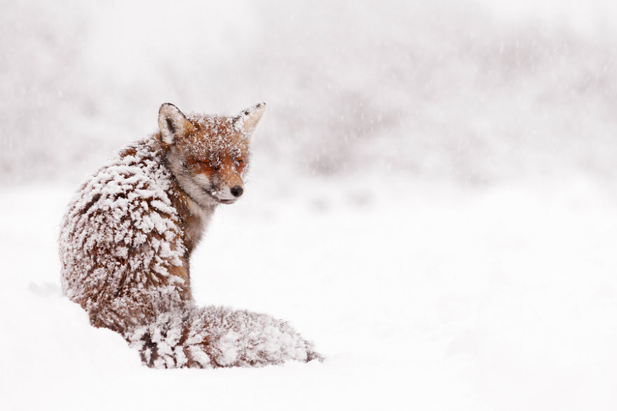 zorros-rojos-nieve-roeselien-raimond- (1)